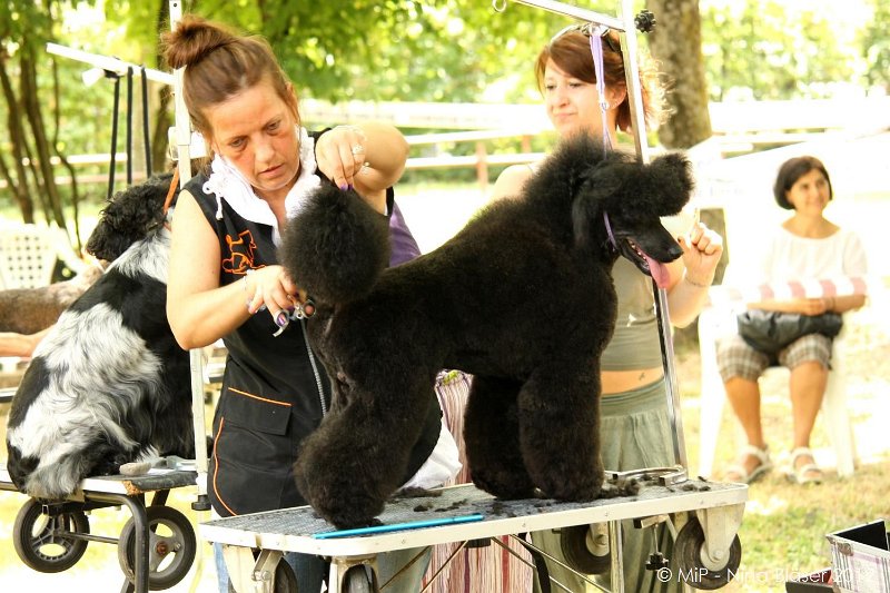 2012-07-01 B & B - Bedlington & Bichon Fun Day (29)_1500x1000.jpg